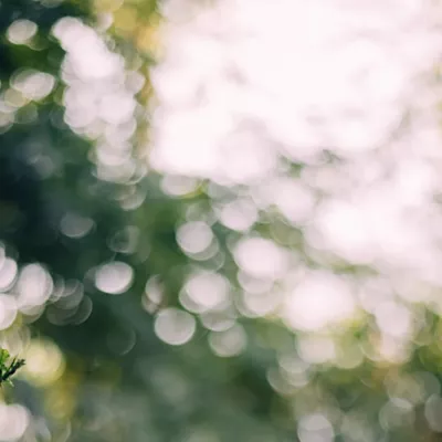 Out of focus photo of tree tops.