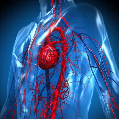 Cardiac - AdventHealthMD