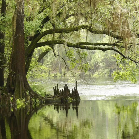 Highlands Hammock State Park