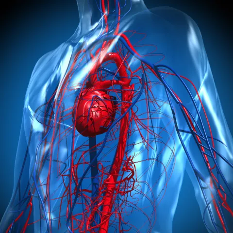 Cardiac - AdventHealthMD