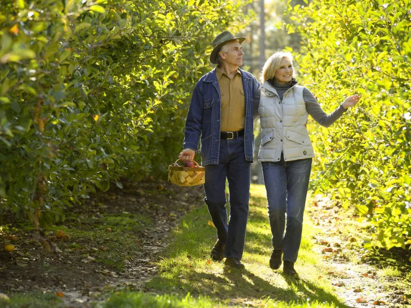 Elderly couple walking through an apple orchard.