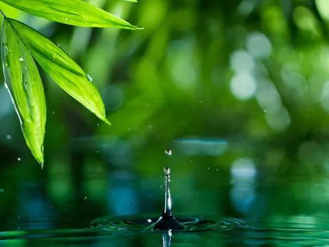 Leaves and water droplets