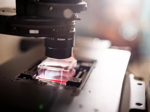 Destined for the International Space Station, the tissue samples may provide clues to helping people stay stronger longer. 