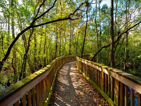 highlands hammock state park trail
