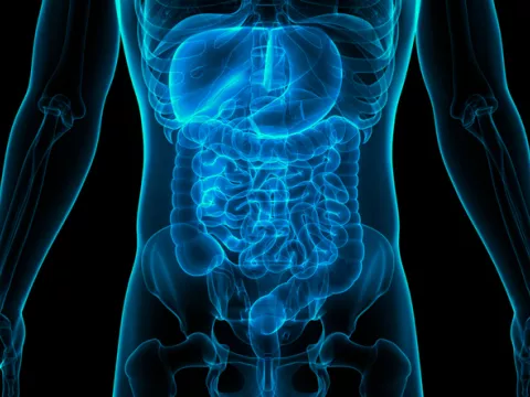 gut microbiome