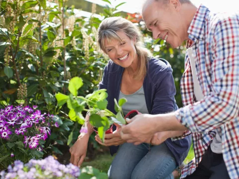 A couple arranges plants in their garden together.