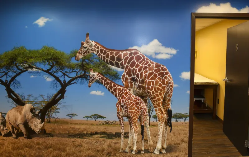 Wall mural of two Giraffes and a Rhino in the African plains.